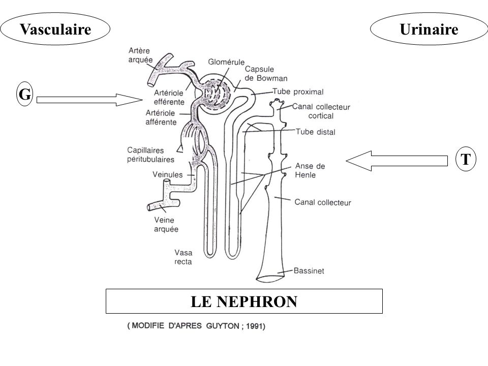 Vasculaire Urinaire G T LE NEPHRON