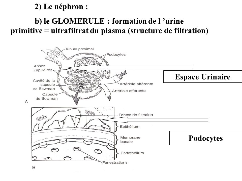 2) Le néphron : b) le GLOMERULE : formation de l ’urine primitive = ultrafiltrat du plasma (structure de filtration)