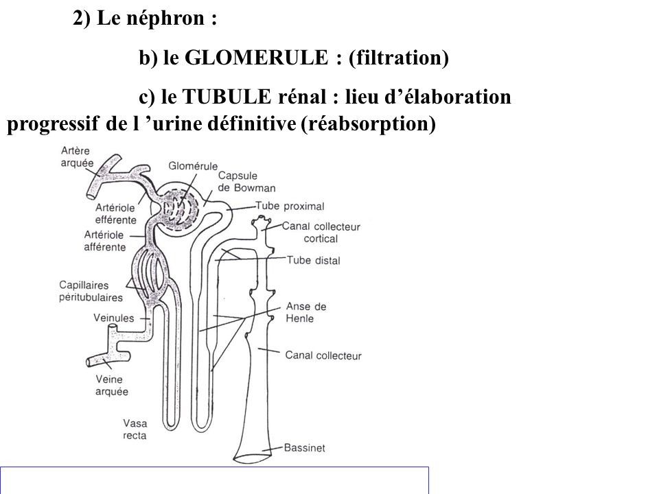 2) Le néphron : b) le GLOMERULE : (filtration) c) le TUBULE rénal : lieu d’élaboration progressif de l ’urine définitive (réabsorption)