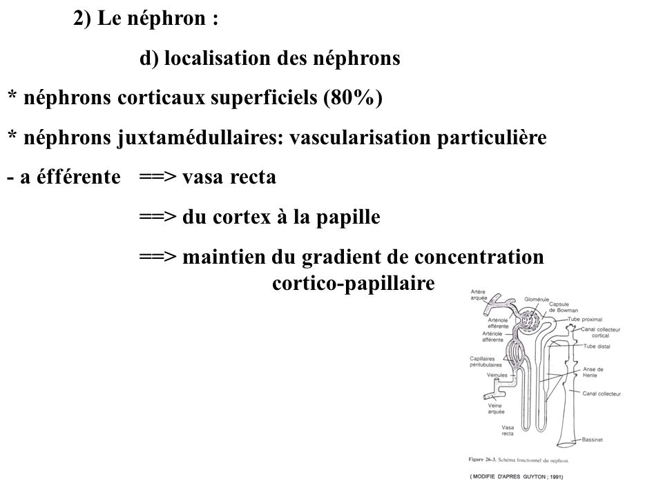 2) Le néphron : d) localisation des néphrons. * néphrons corticaux superficiels (80%) * néphrons juxtamédullaires: vascularisation particulière.