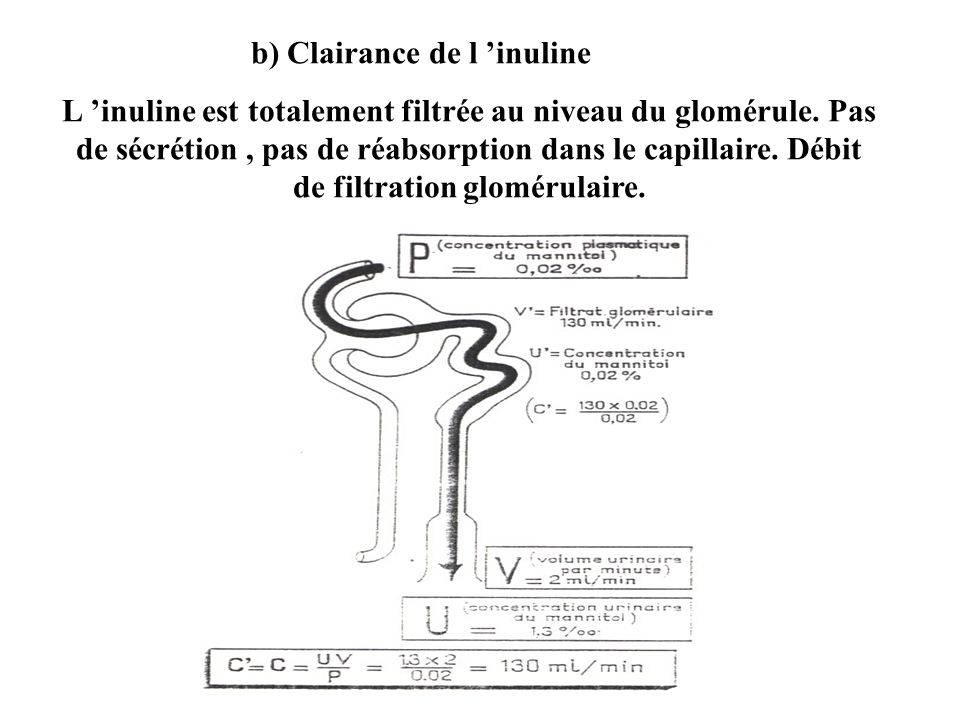 b) Clairance de l ’inuline