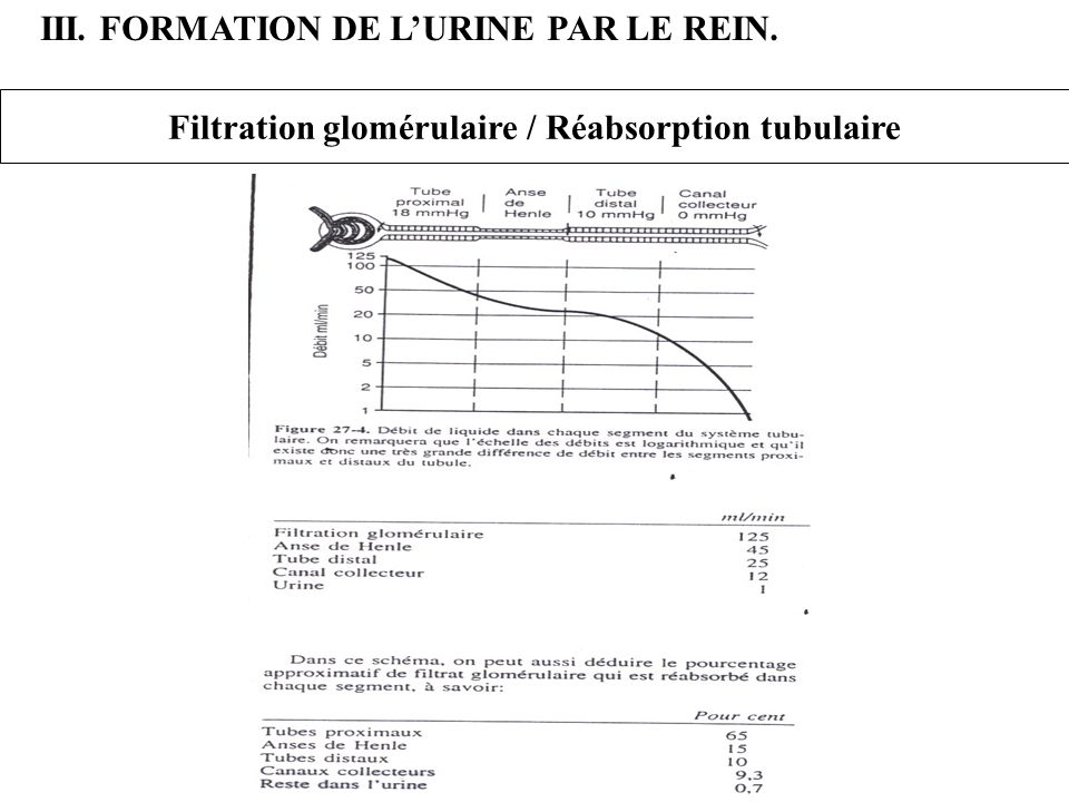 Filtration glomérulaire / Réabsorption tubulaire