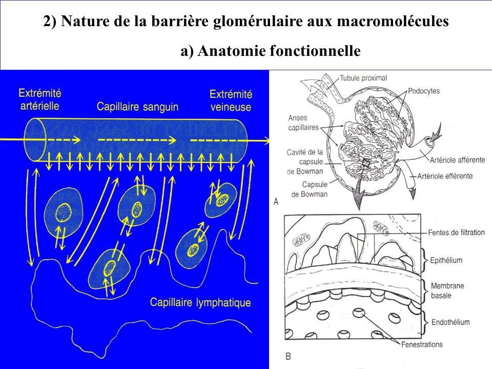 2) Nature de la barrière glomérulaire aux macromolécules