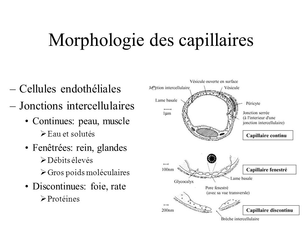 Morphologie des capillaires