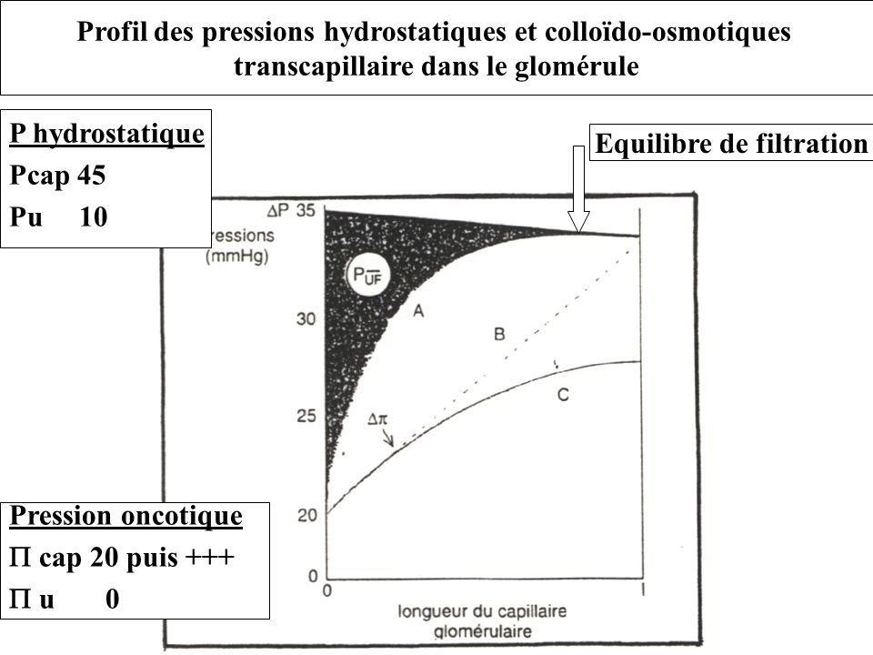 Profil des pressions hydrostatiques et colloïdo-osmotiques