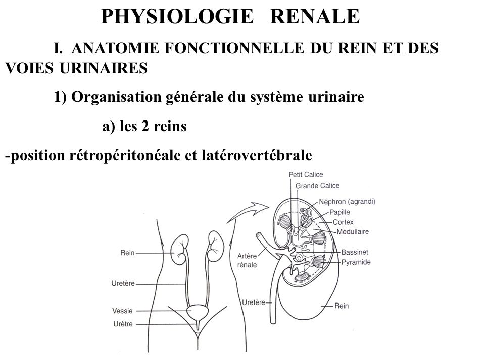 PHYSIOLOGIE RENALE I. ANATOMIE FONCTIONNELLE DU REIN ET DES VOIES URINAIRES. 1) Organisation générale du système urinaire.