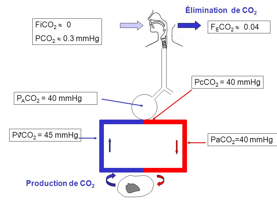 Élimination de CO2 FiCO2  0 FECO2  0.04 PCO2  0.3 mmHg