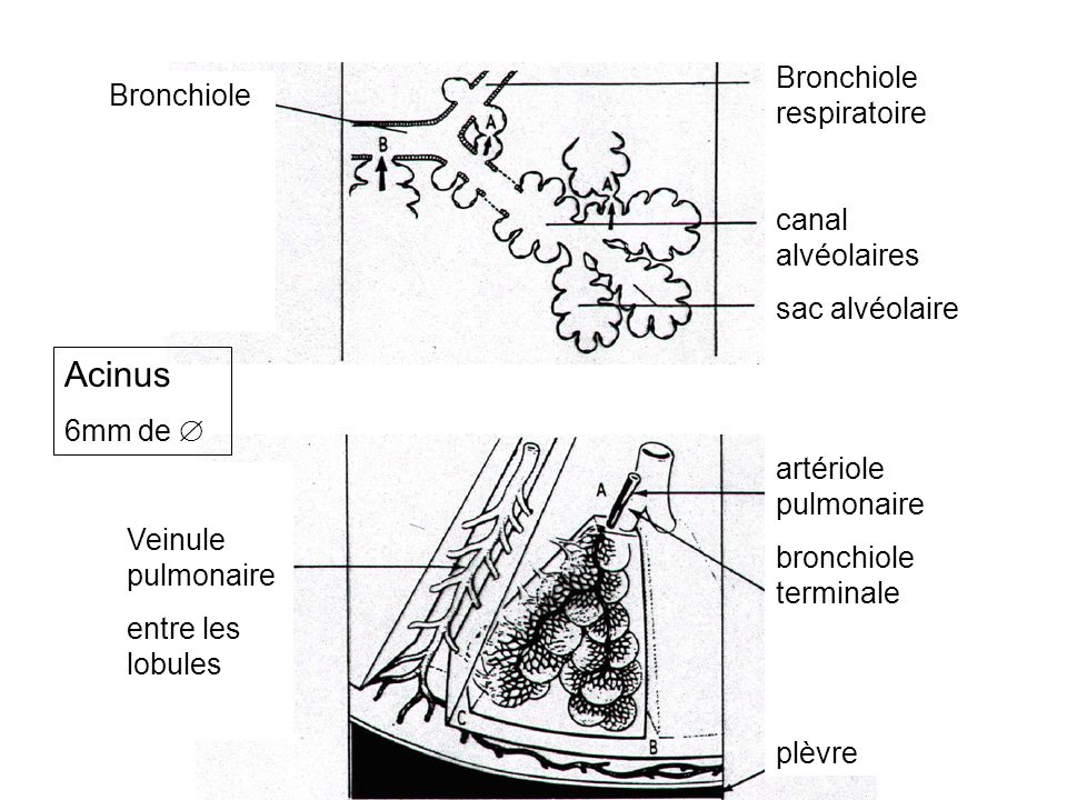 Acinus Bronchiole respiratoire Bronchiole canal alvéolaires