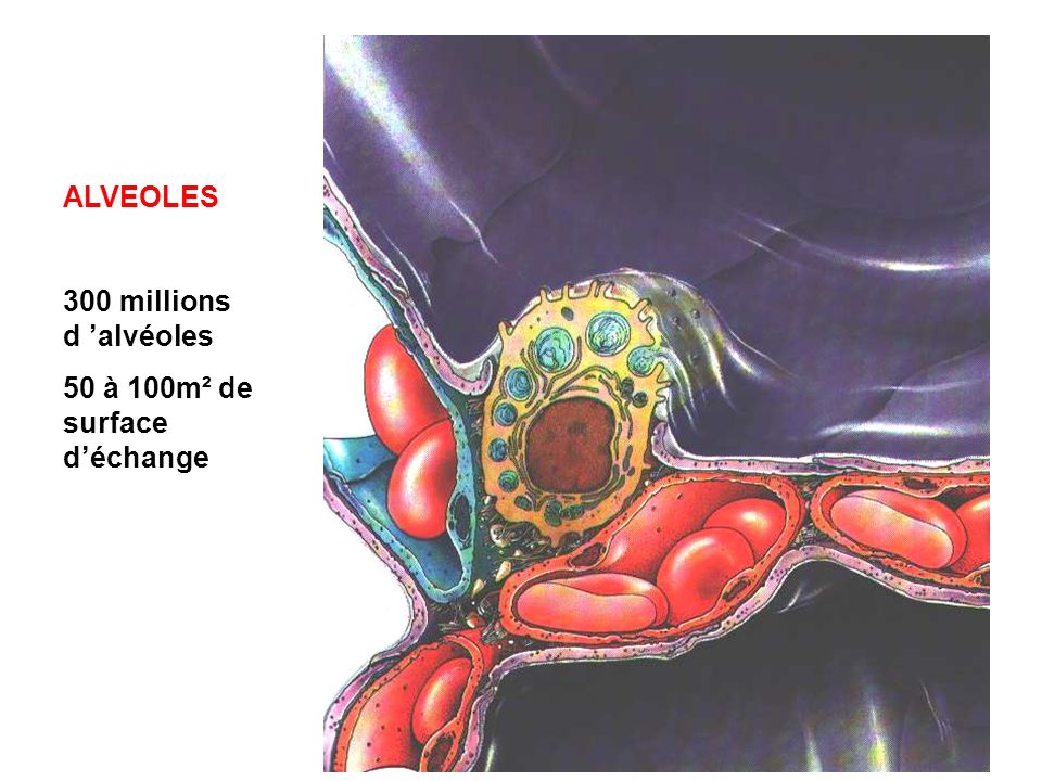 ALVEOLES 300 millions d ’alvéoles 50 à 100m² de surface d’échange