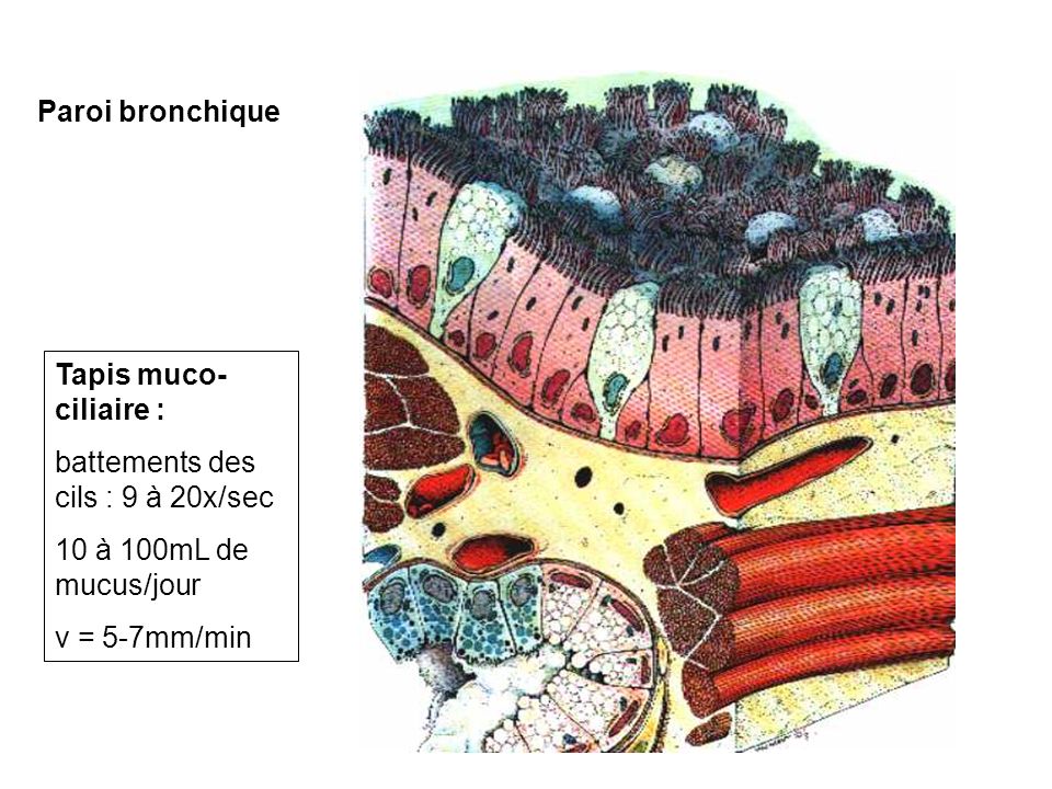 Paroi bronchique Tapis muco-ciliaire : battements des cils : 9 à 20x/sec. 10 à 100mL de mucus/jour.
