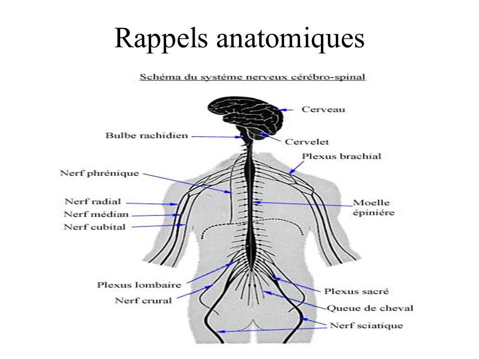 Rappels anatomiques