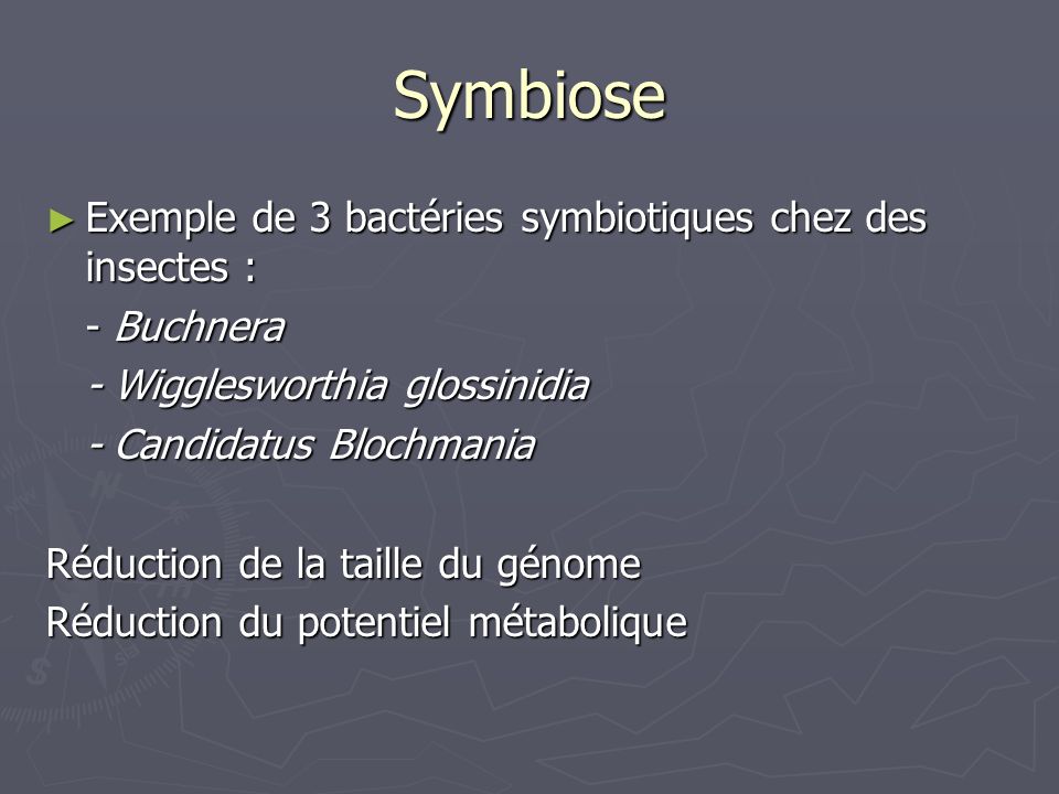 Symbiose Exemple de 3 bactéries symbiotiques chez des insectes :