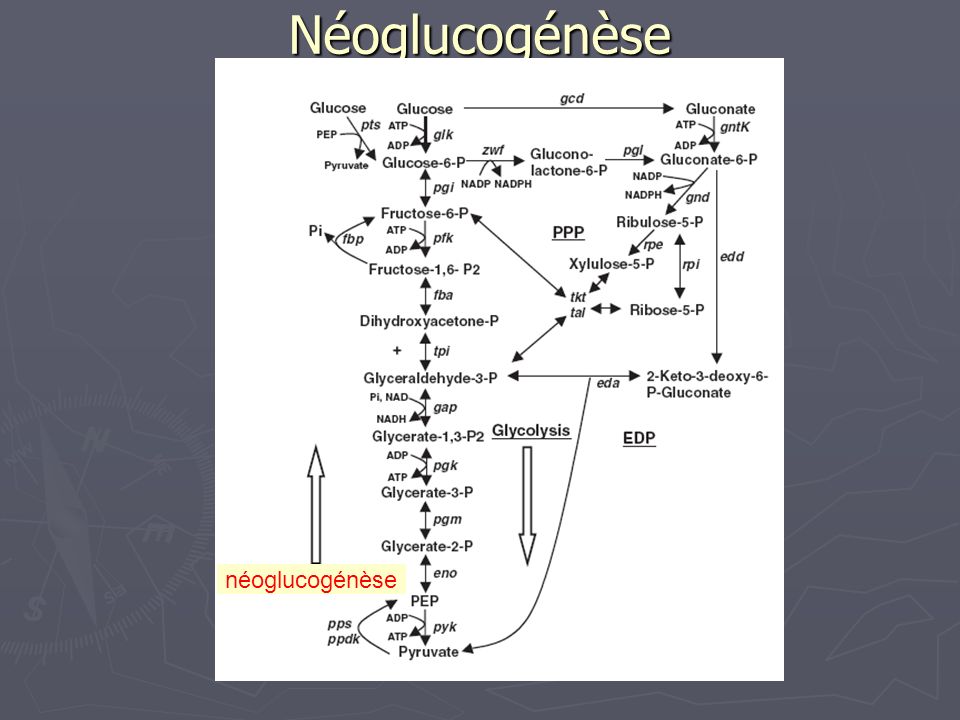Néoglucogénèse néoglucogénèse