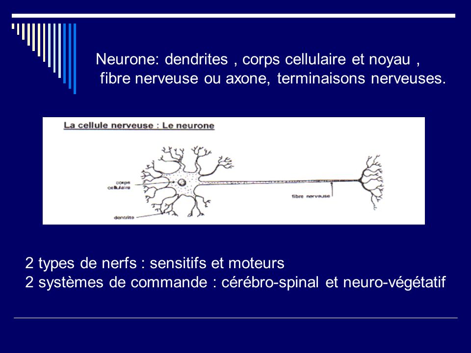 Neurone: dendrites , corps cellulaire et noyau ,