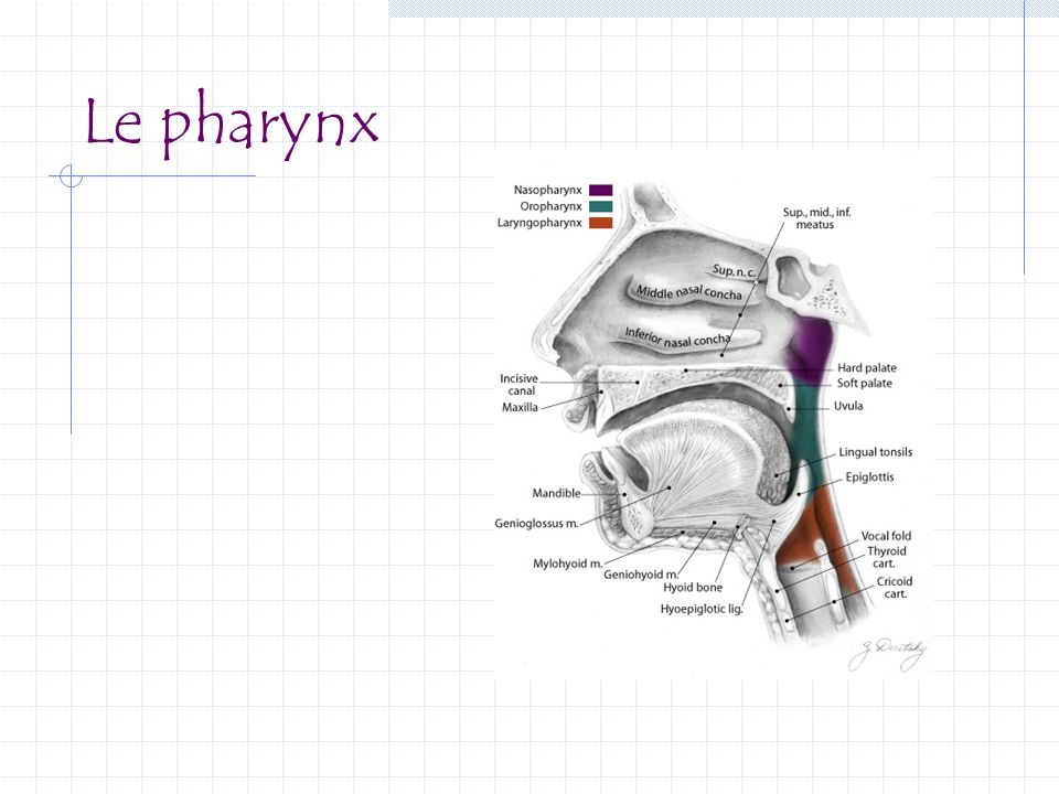 Le pharynx