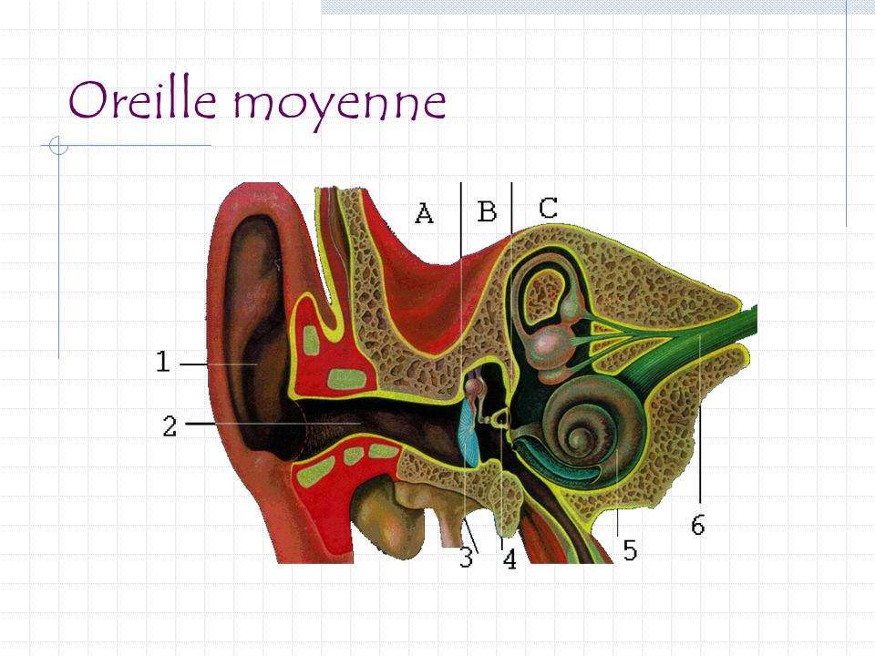 Oreille moyenne Tympan = membrane tendue comme la peau d’un tambour.