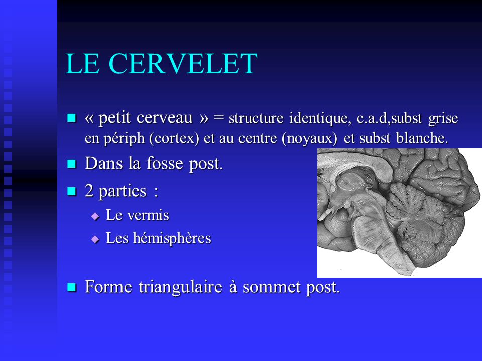 LE CERVELET « petit cerveau » = structure identique, c.a.d,subst grise en périph (cortex) et au centre (noyaux) et subst blanche.