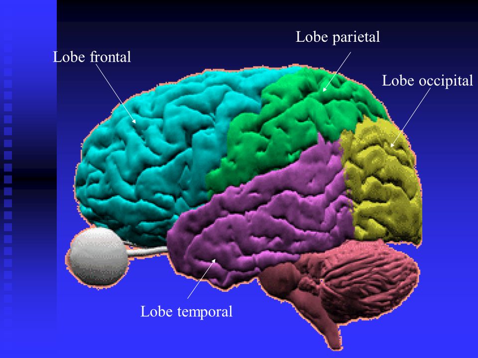Lobe parietal Lobe frontal Lobe occipital Lobe temporal