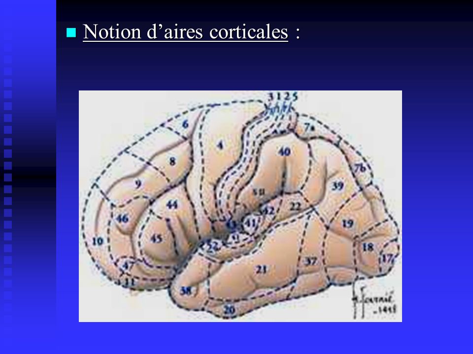 Notion d’aires corticales :