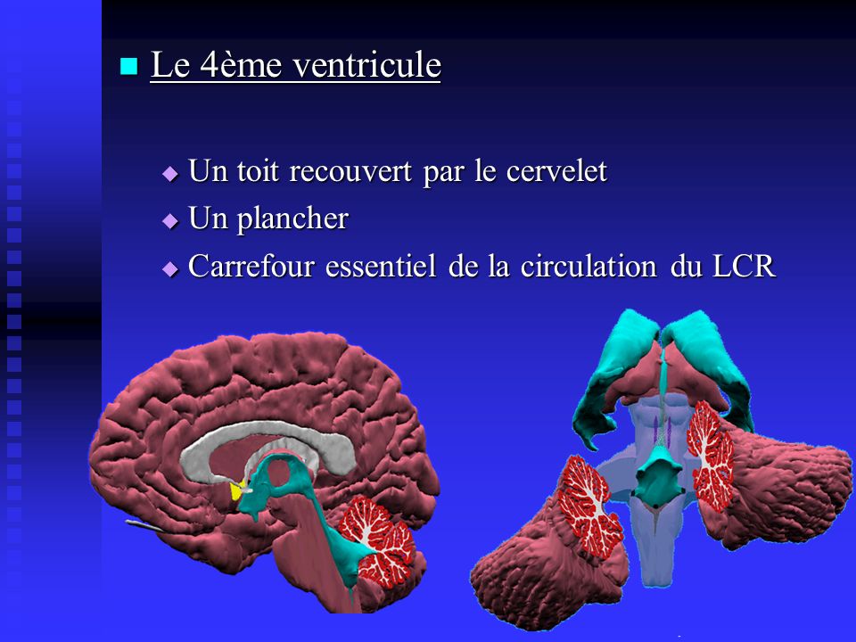 Le 4ème ventricule Un toit recouvert par le cervelet Un plancher