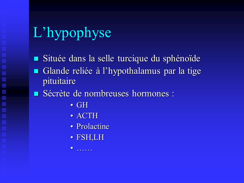 L’hypophyse Située dans la selle turcique du sphénoïde