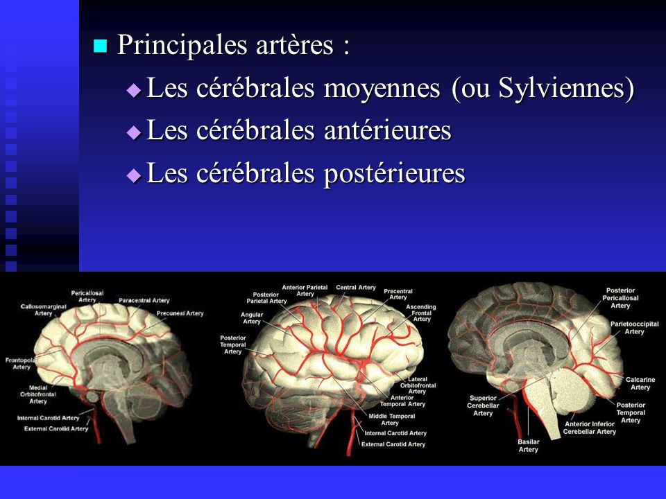 Principales artères : Les cérébrales moyennes (ou Sylviennes) Les cérébrales antérieures. Les cérébrales postérieures.