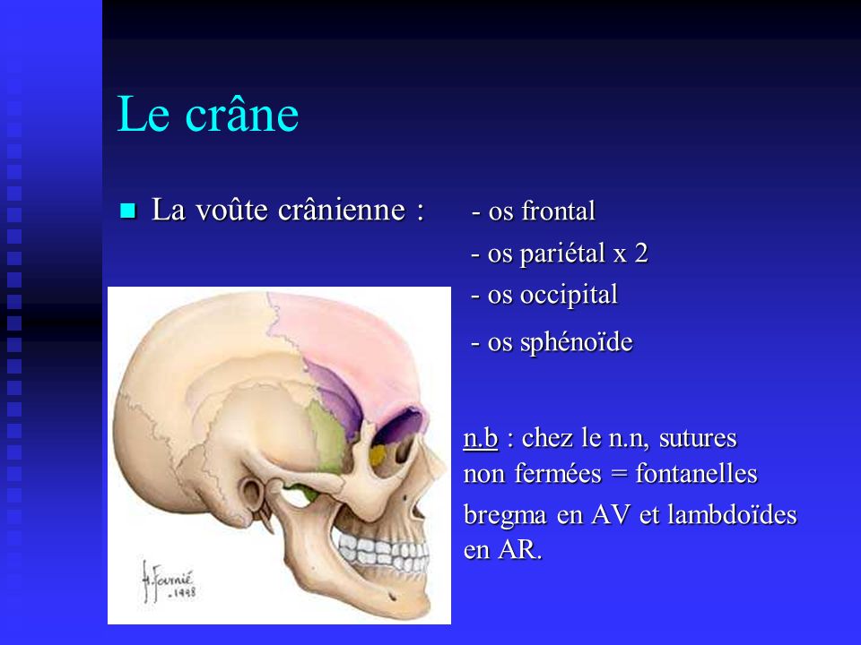 Le crâne La voûte crânienne : - os frontal