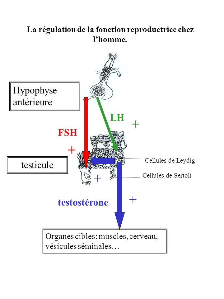 Schéma De La Régulation Du Fonctionnement Testiculaire Chez Lhomme 8807