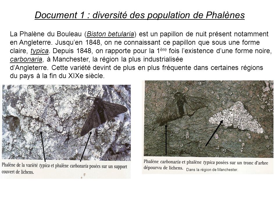 Document 1 : diversité des population de Phalènes