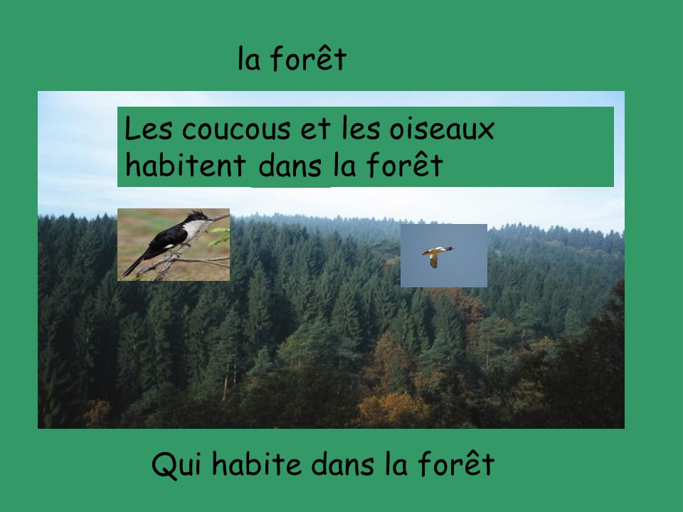 la forêt Les coucous et les oiseaux habitent ---- la forêt dans Qui habite dans la forêt