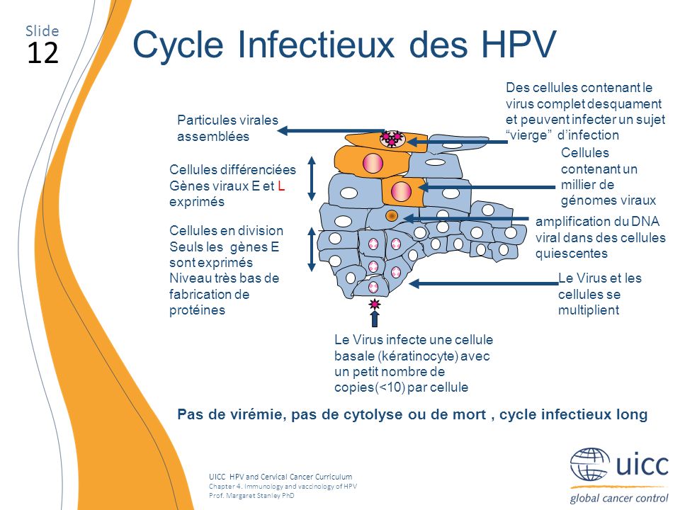 Cycle Infectieux des HPV