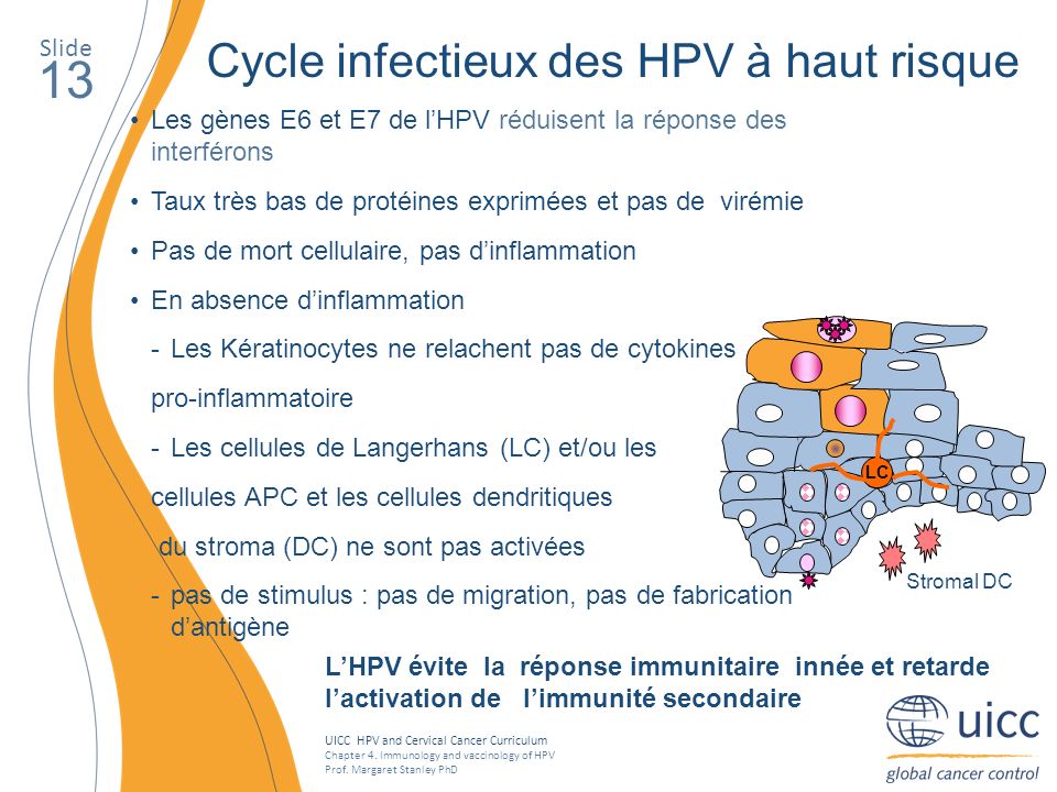 13 Cycle infectieux des HPV à haut risque Slide