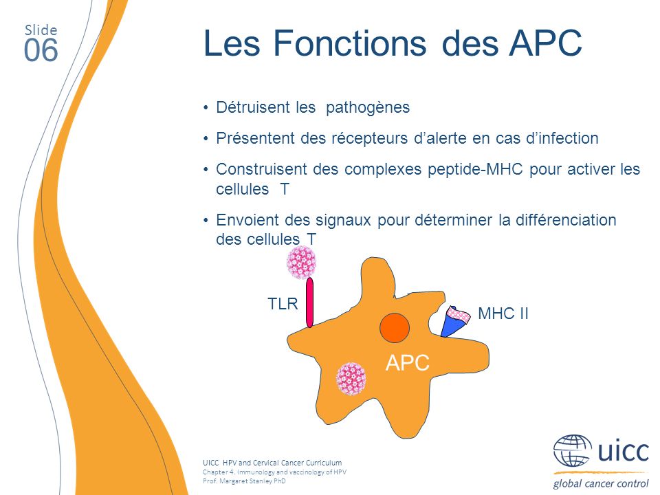 Les Fonctions des APC 06 APC Slide Détruisent les pathogènes