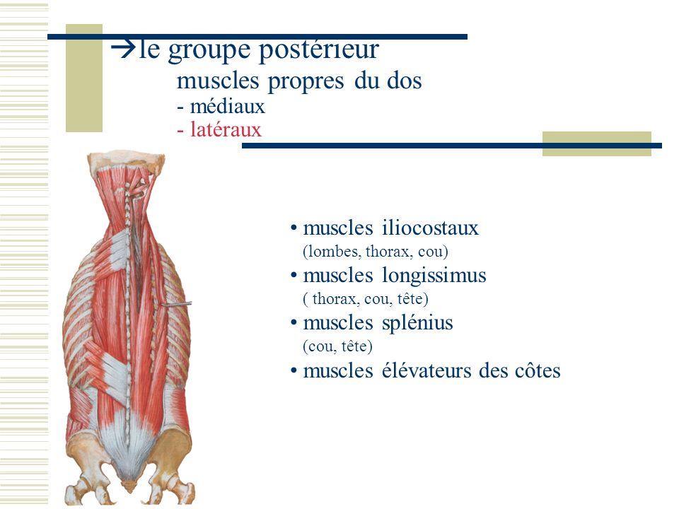 le groupe postérieur muscles propres du dos - médiaux - latéraux