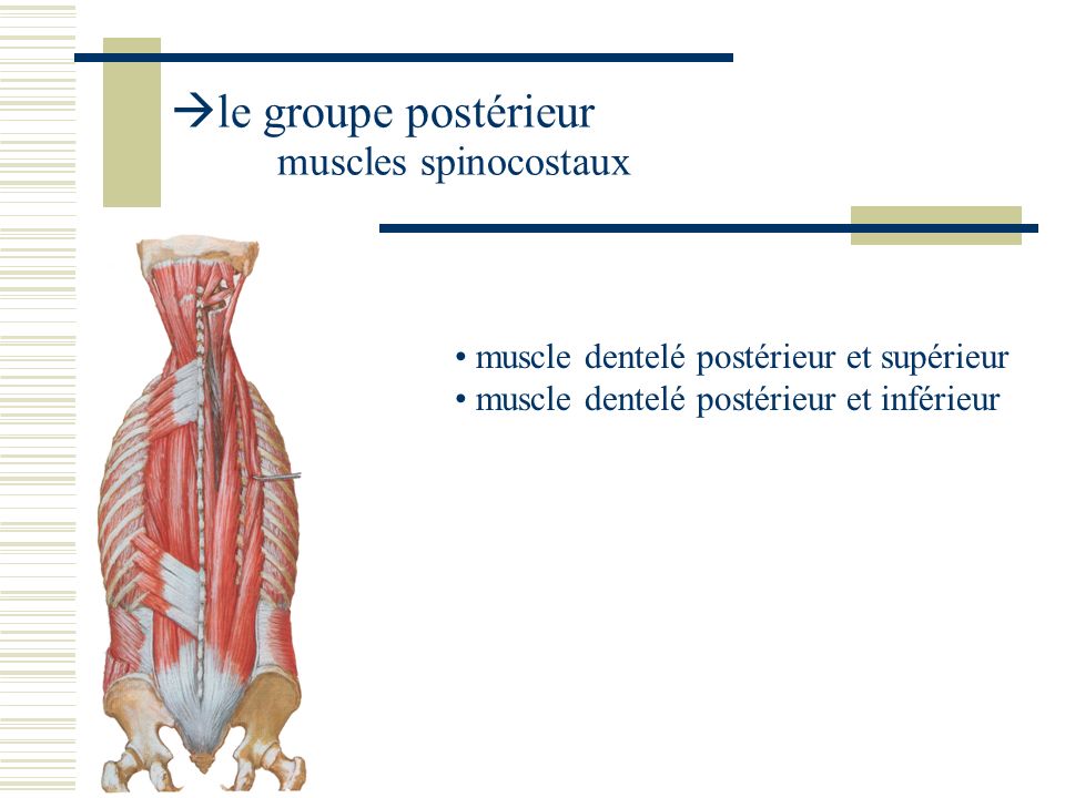 le groupe postérieur muscles spinocostaux