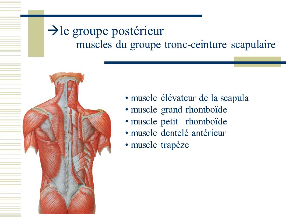 le groupe postérieur muscles du groupe tronc-ceinture scapulaire