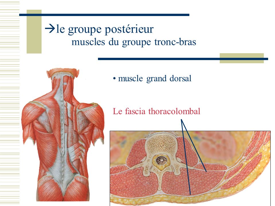 le groupe postérieur muscles du groupe tronc-bras