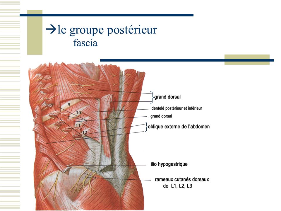 le groupe postérieur fascia