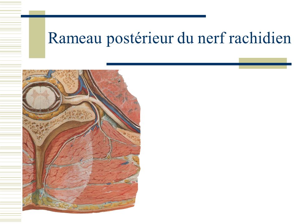 Rameau postérieur du nerf rachidien