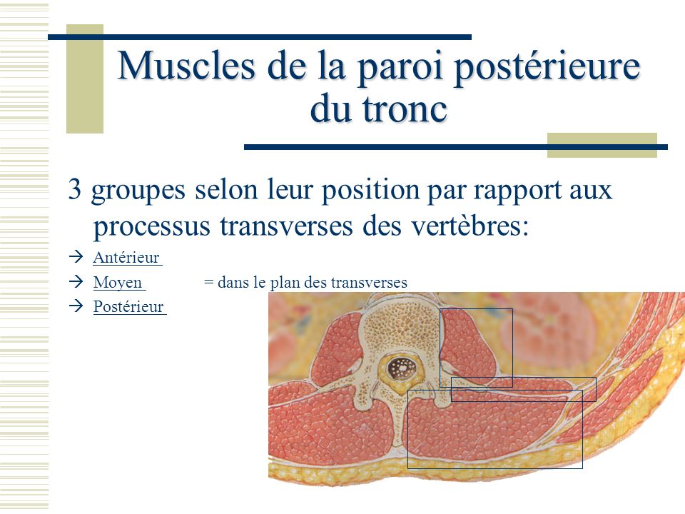 Muscles de la paroi postérieure du tronc