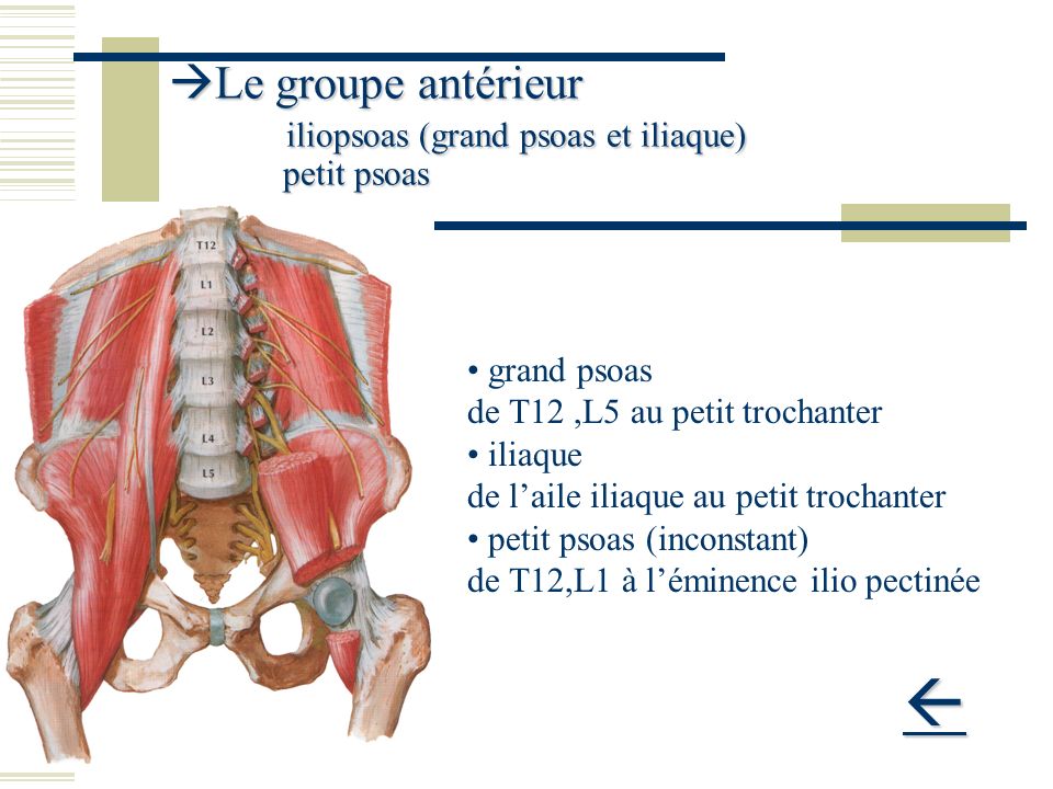 Le groupe antérieur iliopsoas (grand psoas et iliaque) petit psoas