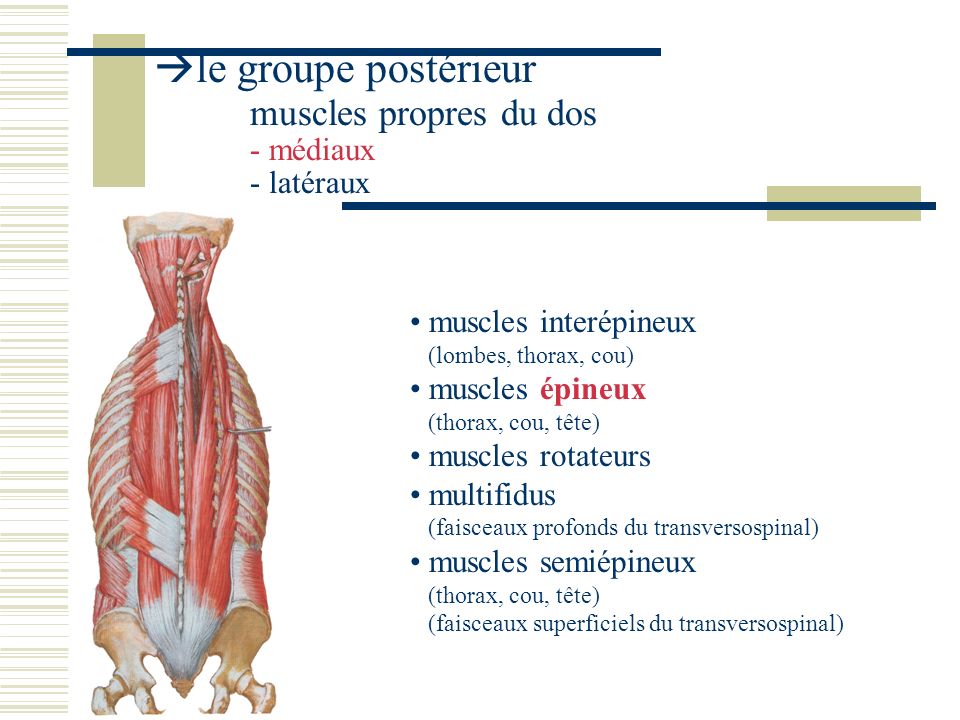 le groupe postérieur muscles propres du dos - médiaux - latéraux