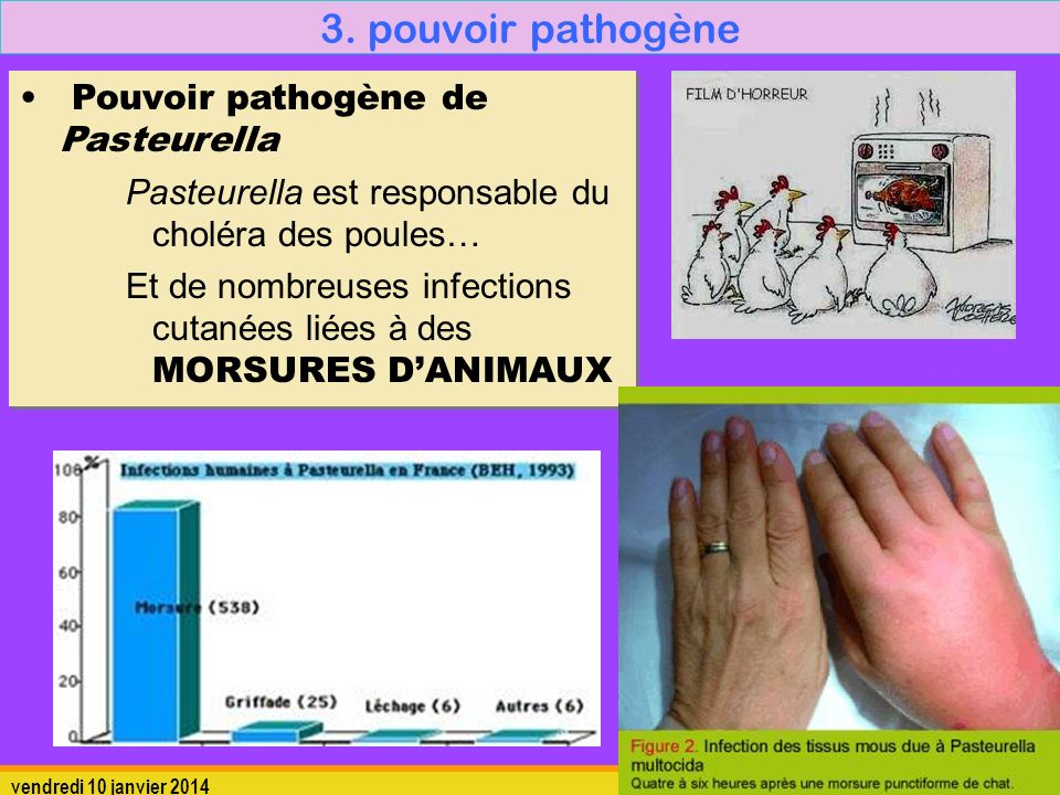 3. pouvoir pathogène Pouvoir pathogène de Pasteurella