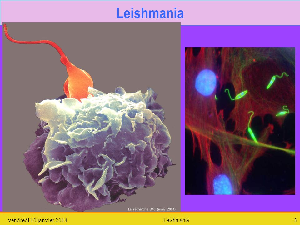 Leishmania dimanche 26 mars 2017 Leishmania