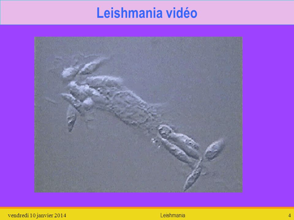 Leishmania vidéo dimanche 26 mars 2017 Leishmania