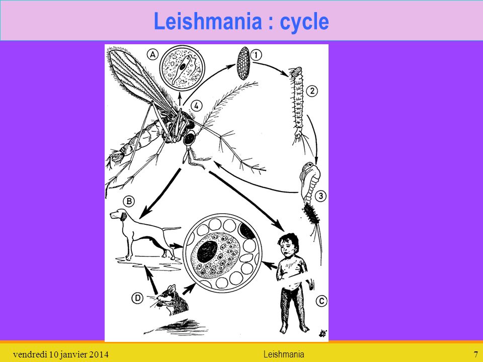 Leishmania : cycle dimanche 26 mars 2017 Leishmania