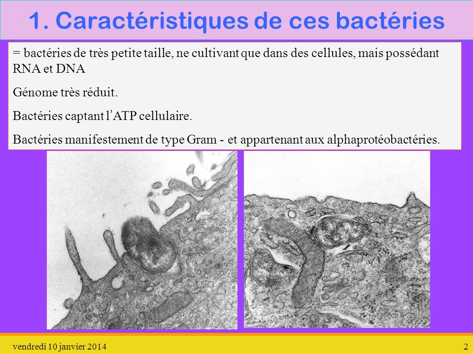 1. Caractéristiques de ces bactéries
