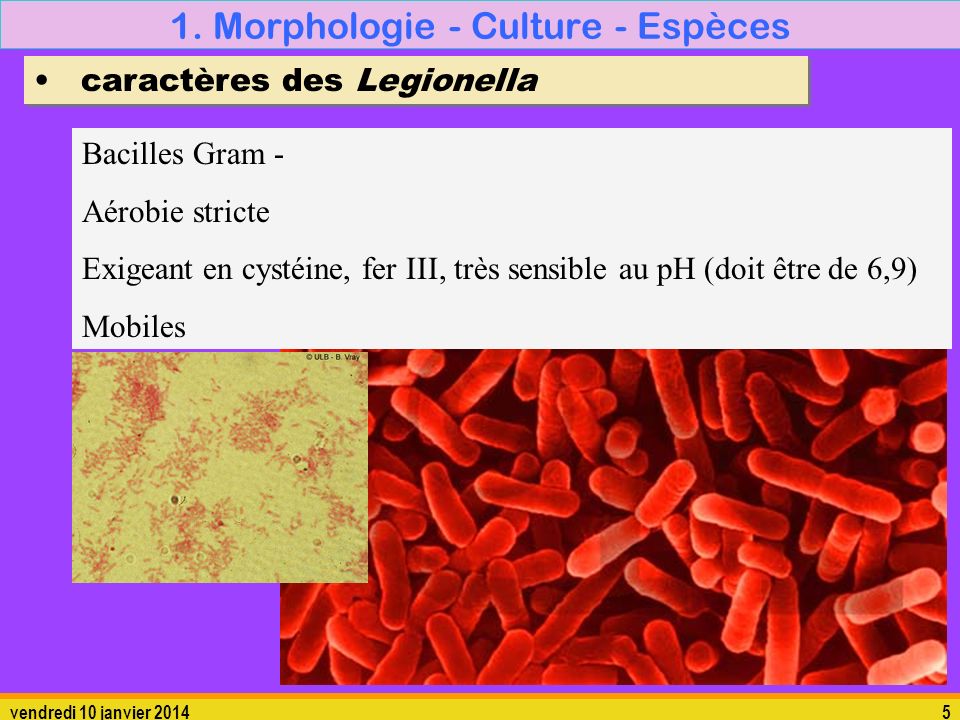 1. Morphologie - Culture - Espèces