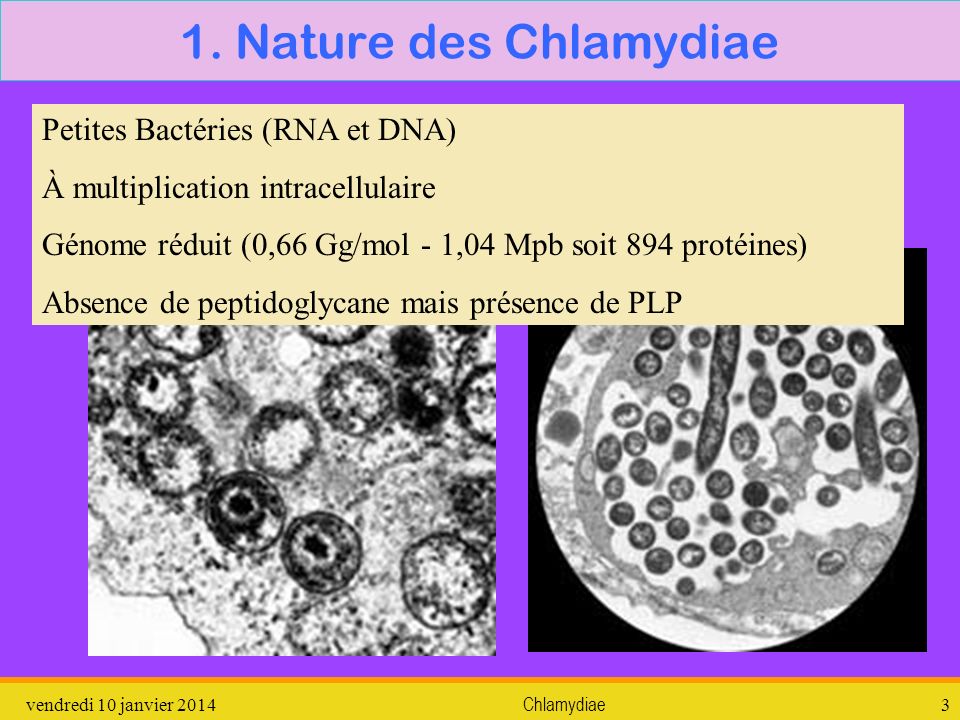 1. Nature des Chlamydiae Petites Bactéries (RNA et DNA)
