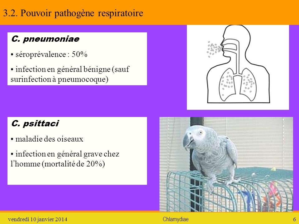3.2. Pouvoir pathogène respiratoire